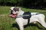 Pettorina con striscia rifrangente per Bulldog americano