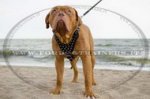 Pettorina in cuoio con borchie a punta per Dogue de Bordeaux