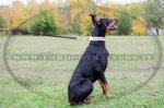 Collare bianco con borchie decorative per Dobermann