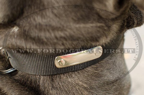 Collare in nylon con piastra d'identificazione per cane