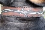Collare dipinto a mano "Filo spinato" per Swiss Mountain Dog