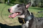 Collare classico in cuoio per Bull terrier