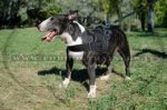 Pettorina universale in nylon per Bull Terrier