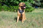 Pettorina in pelle con borchie a piramidi per Cane Corso
