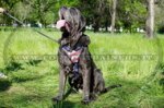 Pettorina con bandiera americana per Mastino