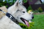 Collare in cuoio con piastre e piramidi troncate per Husky