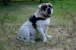 Pettorina universale in nylon per Bulldog americano