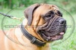 Collare classico di cuoio per Bullmastiff