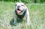 Pettorina in cuoio da lavoro per Bulldog inglese