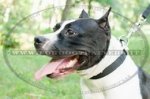 Collare regolabile di nylon per American Staffordshire Terrier