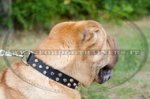 Collare in cuoio con borchie a piramide per Shar Pei