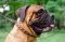 Collare con borchie quadrate per Bullmastiff