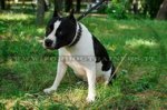Collare con piramidi per American Staffordshire Terrier