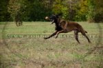 Collare in cuoio a strozzo per Malinois