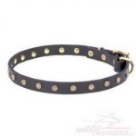 Collare stretto con piastre di ottone a stellina per cane