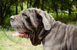 Collare con intrecciamento per Mastino Napoletano