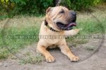 Collare decorativo per Shar Pei