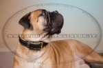 Collare in cuoio con borchie a punta per Bullmastiff