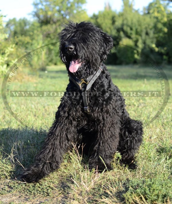 Pettorina universale di vera pelle per Terrier Nero Russo