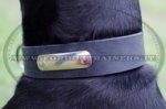 Collare in cuoio con piastra d'identificazione per Dobermann