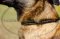 Collare in pelle a strozzo per Malinois