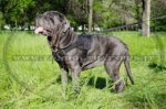 Pettorina multi-funzionale di nylon per Mastino Napoletano
