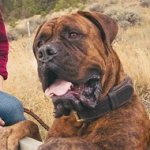 Collare classico in cuoio per Mastino Napolitano