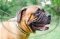 Collare con piastre rettangolari Bullmastiff