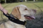 Collare in cuoio con maniglia per Labrador