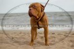 Pettorina rinforzata dal cuoio doppio per Dogue de Bordeaux