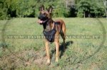 Pettorina universale in pelle naturale per pastore Malinois