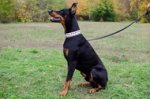 Collare in cuoio bianco con piramidi per Dobermann