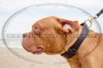 Collare classico in cuoio per Dogue de Bordeaux