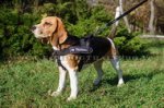 Pettorina in nylon da traino per Beagle