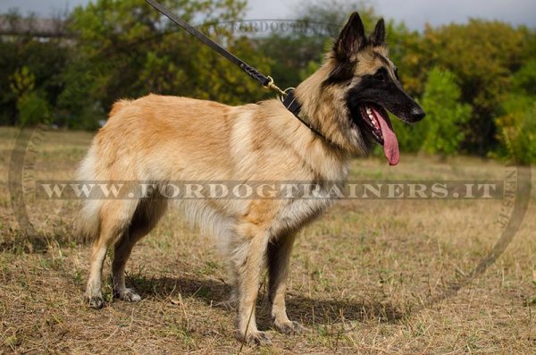 Collare in cuoio con borchie a punta e piastre