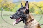 Collare in cuoio con decorazione per Malinois