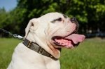 Collare in cuoio con punte e piastre per Bulldog americano