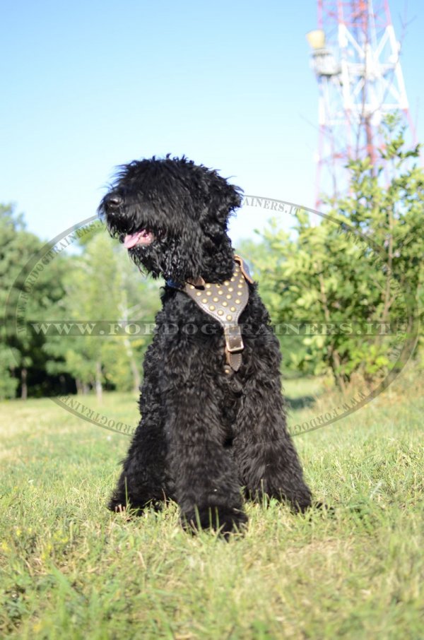 Pettorina in pelle "Spark of inspiration" per Terrier Nero Russo