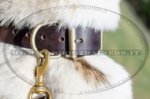 Collare decorativo per Laika della Siberia Occidentale