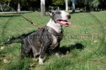 Pettorina in cuoio decorata con borchie per Bull terrier