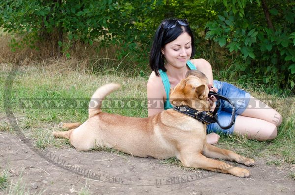 Collare originale in cuoio per cani