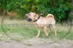 Collare in cuoio con piastre decorative per Shar Pei