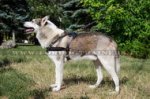 Pettorina da traino di cuoio per Laika della Siberia Occidentale