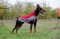 Cappottino per Dobermann