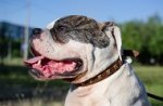 Collare in cuoio con decorazione per Bulldog americano