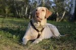 Pettorina rinforzata dal cuoio doppio per Labrador