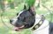 Collare con borchie ovali per American Staffordshire Terrier