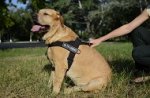 Pettorina in nylon da traino per Labrador