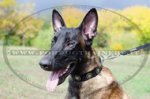 Collare in nylon con borchie rotonde per Malinois
