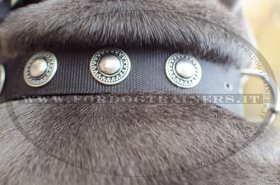 Collare in nylon con borchie rotonde per cane